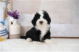 Keegan - puppy for sale