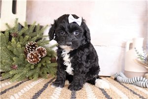 Ruby - Bernedoodle, Mini for sale