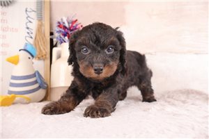 Darius - Bernedoodle, Mini for sale