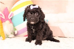 Della - puppy for sale