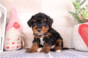 MacGregor - Bernedoodle, Mini for sale
