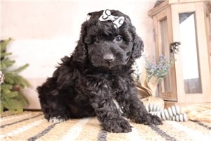 Paige - Bernedoodle, Mini for sale