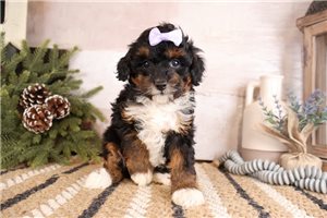 Pandora - Bernedoodle, Mini for sale