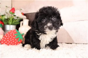 Dean - puppy for sale