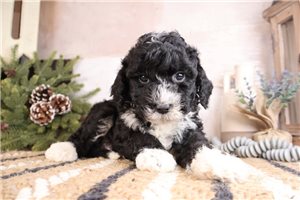 Rhett - Bernedoodle, Mini for sale