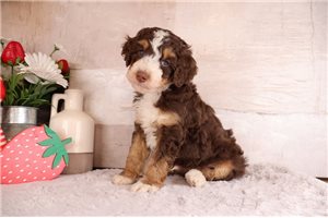 Manon - Bernedoodle, Mini for sale
