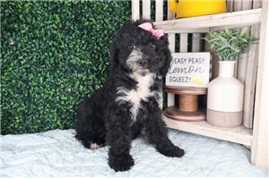 Welda - puppy for sale