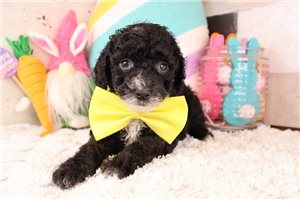 Denver - puppy for sale