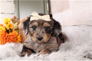 Tami - Mini Bernedoodle for sale