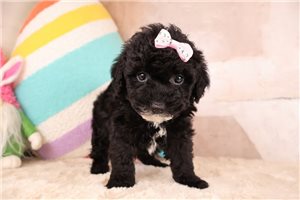 Destiny - puppy for sale