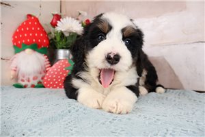 Kole - puppy for sale