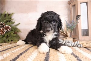 Rutherford - puppy for sale