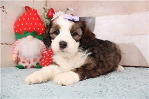 Kaitlin - puppy for sale
