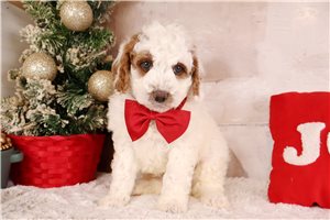 Gerald - Bernedoodle, Mini for sale