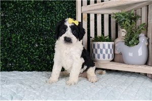 Piper - Bernedoodle, Mini for sale