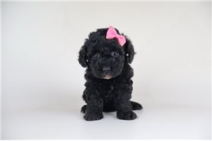 Holly - Bernedoodle, Mini for sale