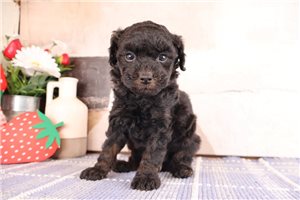 Sterling - puppy for sale