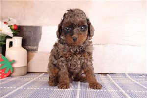Sully - puppy for sale