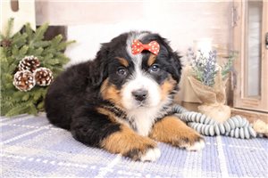 Julep - Bernedoodle, Mini for sale