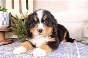 Jonathan - puppy for sale