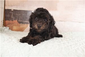 Sterling - Bernedoodle, Mini for sale