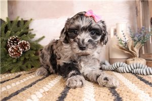 Rileigh - Bernedoodle, Mini for sale