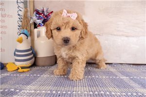 Dawn - puppy for sale