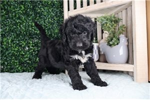 Paxton - Mini Bernedoodle for sale