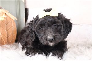 Tara - puppy for sale