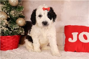 Geneva - Bernedoodle, Mini for sale