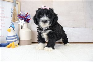 Kelly - Bernedoodle, Mini for sale