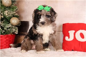 Galaxy - Bernedoodle, Mini for sale