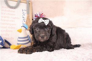 Delta - puppy for sale