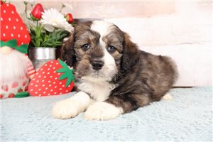 Keaton - puppy for sale