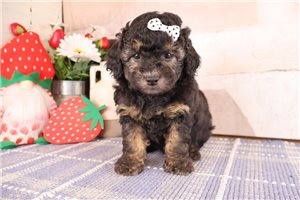 Serena - Bernedoodle, Mini for sale