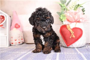 Mack - Bernedoodle, Mini for sale