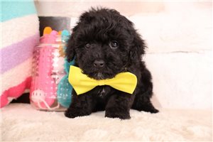 Declan - puppy for sale