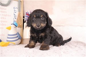 Dustin - puppy for sale
