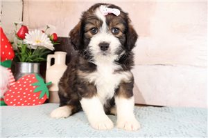 Katherine - puppy for sale