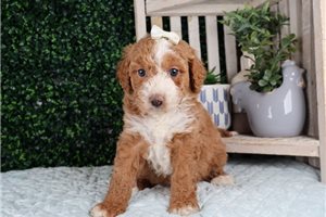 Paris - puppy for sale