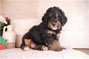Marco - Bernedoodle, Mini for sale