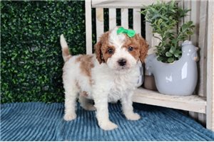 Pearl - Bernedoodle, Mini for sale