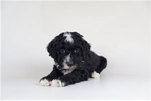 Hassan - Bernedoodle, Mini for sale