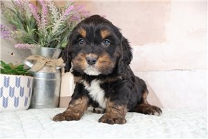 Balto - Mini Bernese for sale