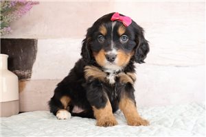 Babe - Mini Bernese for sale