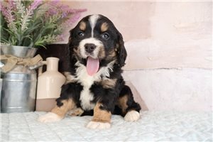 Bailey - Mini Bernese for sale