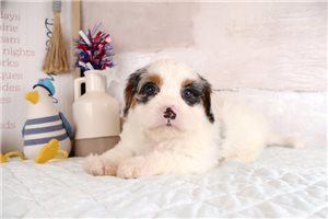 Aiden - Mixed/Other for sale