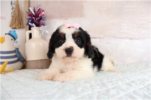 Adelia - puppy for sale