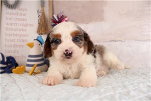 Akiro - Mixed/Other for sale
