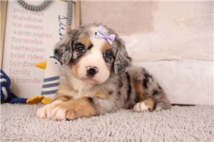 Elena - puppy for sale